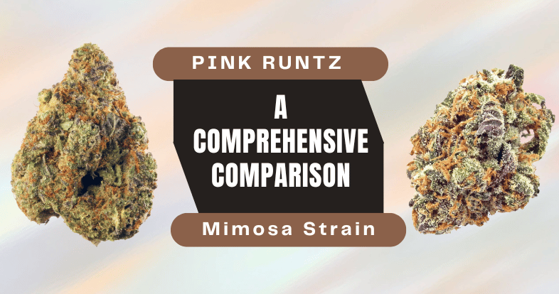 Pink Runtz vs Mimosa Strain: A Comprehensive Comparison