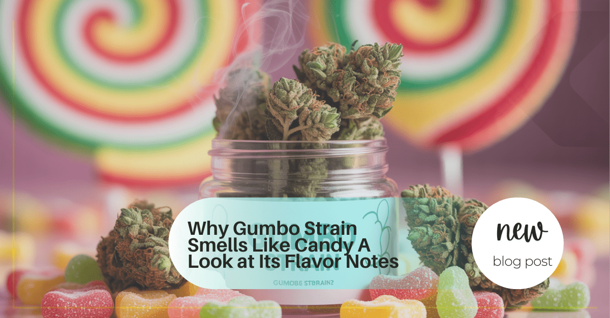 Why Gumbo Strain Smells Like Candy