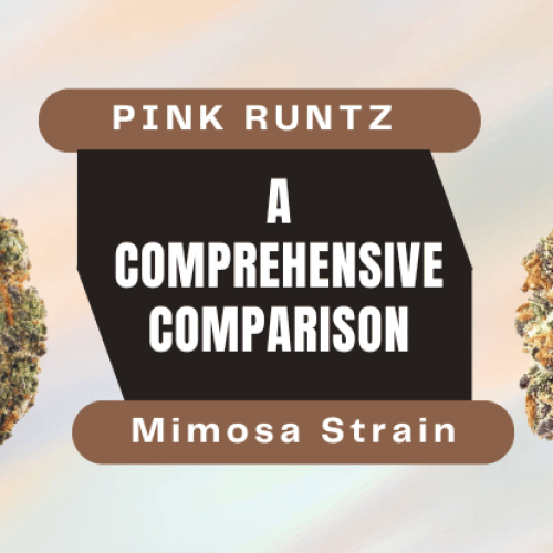 Pink Runtz vs Mimosa Strain: A Comprehensive Comparison
